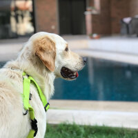 Golden Retriever, Köpek  Periko fotoğrafı