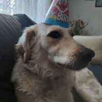 Golden Retriever, Köpek  Periko fotoğrafı