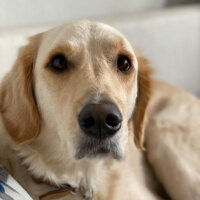 Golden Retriever, Köpek  Periko fotoğrafı