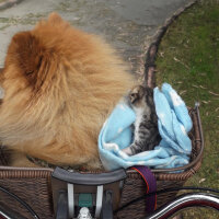 Golden Retriever, Köpek  Periko fotoğrafı