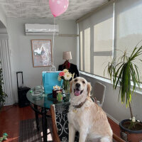 Golden Retriever, Köpek  Periko fotoğrafı