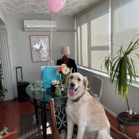 Golden Retriever, Köpek  Periko fotoğrafı