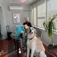 Golden Retriever, Köpek  Periko fotoğrafı