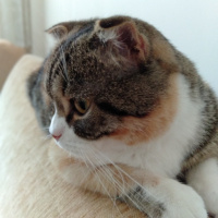 Scottish Fold, Kedi  Linda fotoğrafı