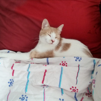 Tekir Kedi, Kedi  Prenses fotoğrafı