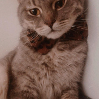 Tekir Kedi, Kedi  Prenses fotoğrafı