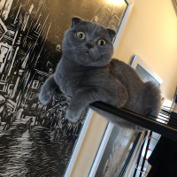 Scottish Fold, Kedi  Rıfkı fotoğrafı