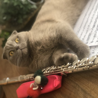 Scottish Fold, Kedi  Rıfkı fotoğrafı