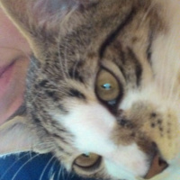 Tekir Kedi, Kedi  hamsi fotoğrafı