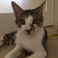 Tekir Kedi, Kedi  hamsi fotoğrafı