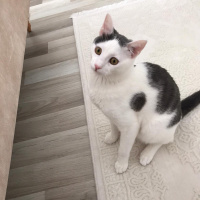 Tekir Kedi, Kedi  Narin fotoğrafı