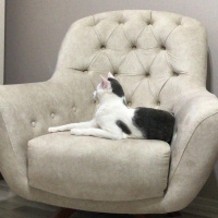 Tekir Kedi, Kedi  Narin fotoğrafı