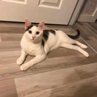 Tekir Kedi, Kedi  Narin fotoğrafı
