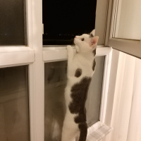 Tekir Kedi, Kedi  Narin fotoğrafı