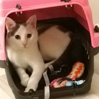 Tekir Kedi, Kedi  Narin fotoğrafı