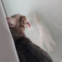 Tekir Kedi, Kedi  Chivas fotoğrafı