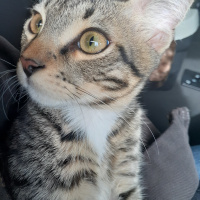 Tekir Kedi, Kedi  Chivas fotoğrafı