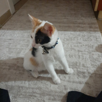 Tekir Kedi, Kedi  Minnoş fotoğrafı