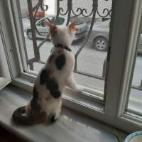 Tekir Kedi, Kedi  Minnoş fotoğrafı