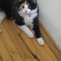 Tekir Kedi, Kedi  Tontini fotoğrafı