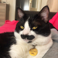 Tuxedo (Smokin) Kedi, Kedi  Cezmi fotoğrafı
