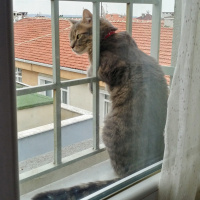 Tekir Kedi, Kedi  Azman fotoğrafı