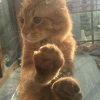 Sarman, Kedi  Kumsal fotoğrafı