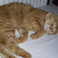 Sarman, Kedi  Kumsal fotoğrafı