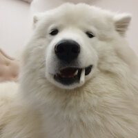 Samoyed, Köpek  Milan fotoğrafı