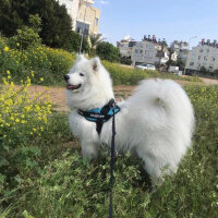 Samoyed, Köpek  Milan fotoğrafı