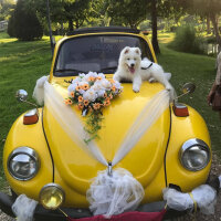 Samoyed, Köpek  Milan fotoğrafı