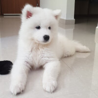 Samoyed, Köpek  Milan fotoğrafı