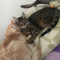 Sarman, Kedi  Badem fotoğrafı