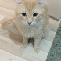 Sarman, Kedi  Badem fotoğrafı