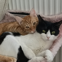 Tuxedo (Smokin) Kedi, Kedi  Katherina fotoğrafı