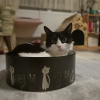 Tuxedo (Smokin) Kedi, Kedi  Katherina fotoğrafı