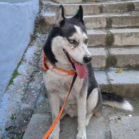 Sibirya Kurdu (Husky), Köpek  Ares fotoğrafı