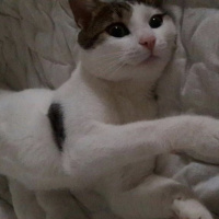 Tekir Kedi, Kedi  Mimi fotoğrafı