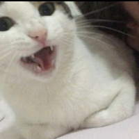 Tekir Kedi, Kedi  Mimi fotoğrafı