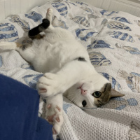 Tekir Kedi, Kedi  Mimi fotoğrafı