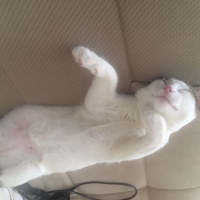 Tekir Kedi, Kedi  Mimi fotoğrafı