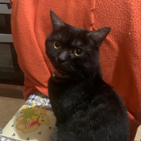 British Shorthair, Kedi  Joker fotoğrafı