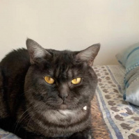 British Shorthair, Kedi  Joker fotoğrafı