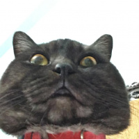 British Shorthair, Kedi  Joker fotoğrafı