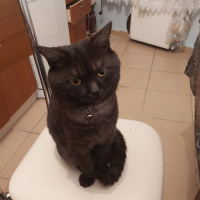 British Shorthair, Kedi  Joker fotoğrafı
