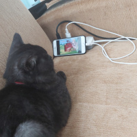 British Shorthair, Kedi  Joker fotoğrafı