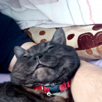 British Shorthair, Kedi  Joker fotoğrafı