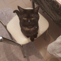 British Shorthair, Kedi  Joker fotoğrafı