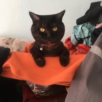 British Shorthair, Kedi  Joker fotoğrafı