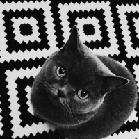 British Shorthair, Kedi  Mujgan fotoğrafı
